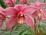 Orchid Cymbidium Pink 1